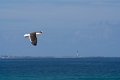0502Baie des Trepasses